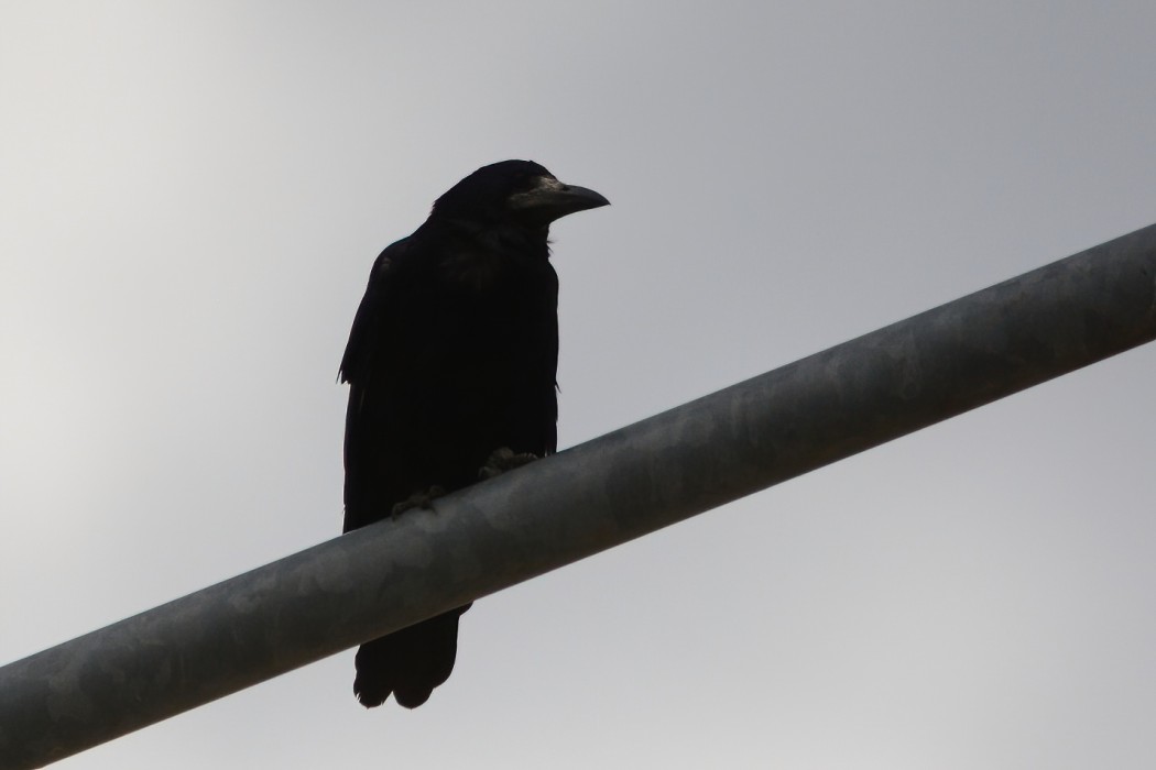 Rook