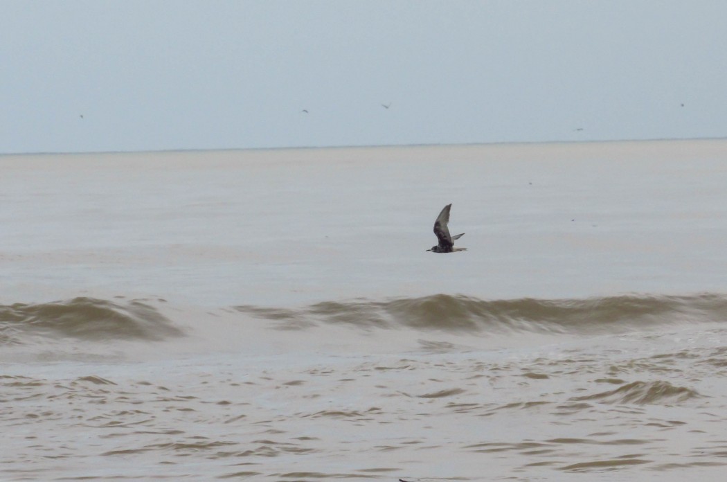 White-winged Tern