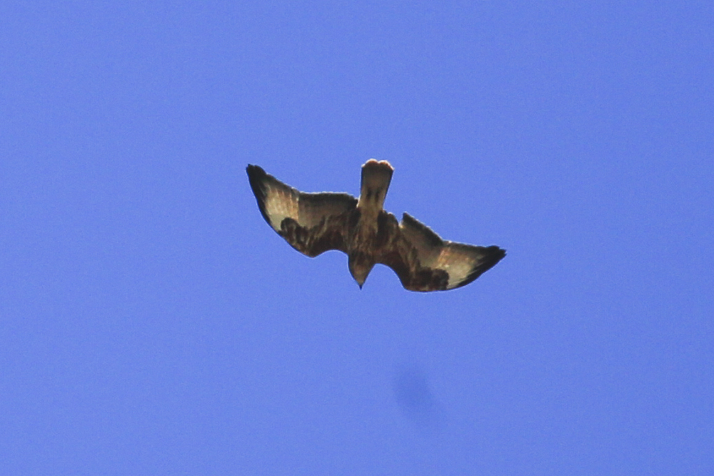 Common Buzzard