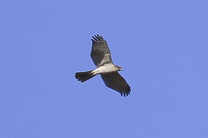 Eurasian Sparrowhawk