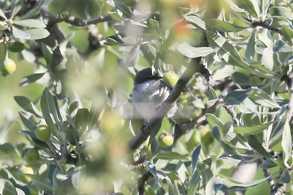 Lesser Whitethroat