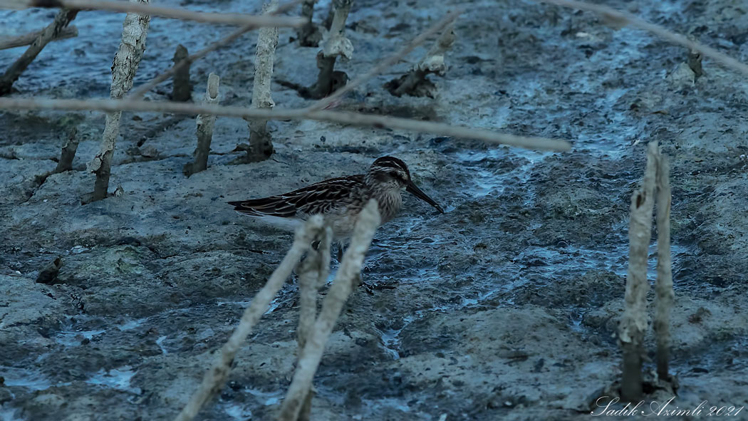 Broad-billed Sandpiper
