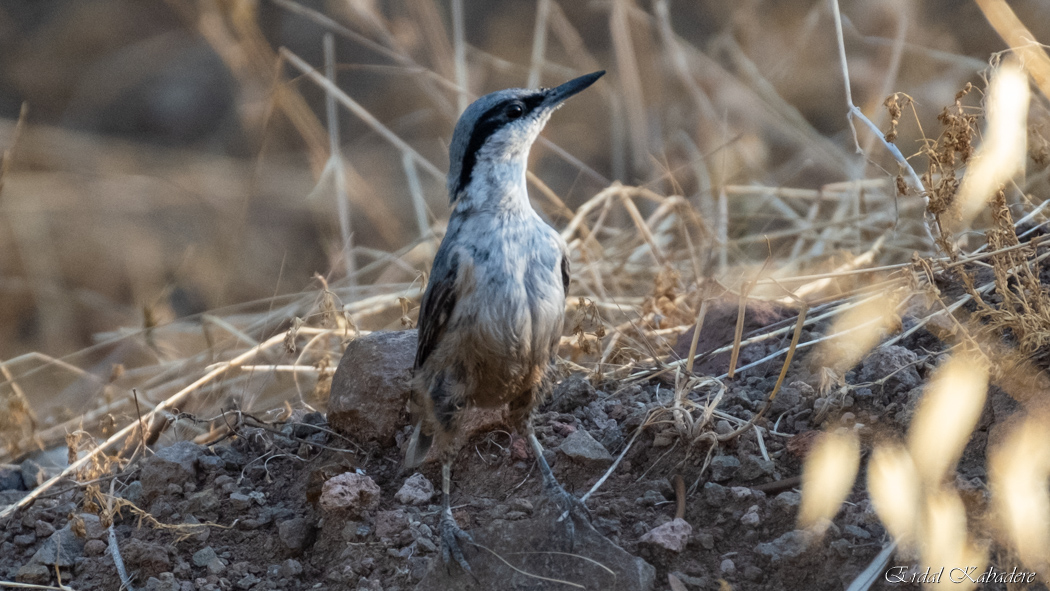 Western Rock Nuthatch