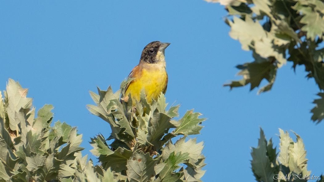 Black-headed Bunting