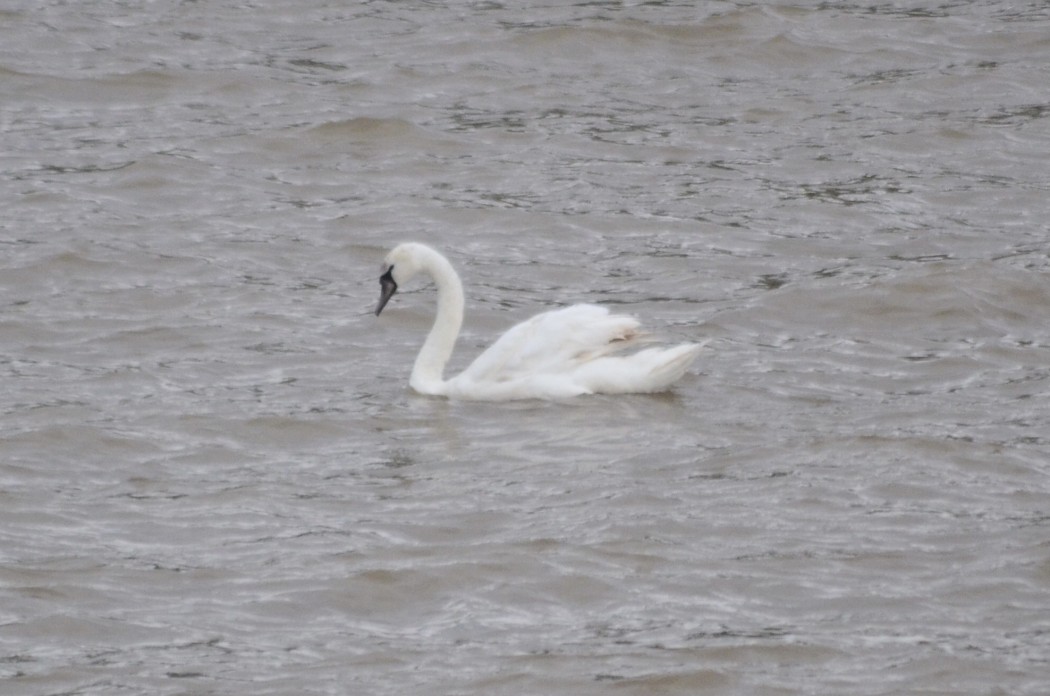 Mute Swan