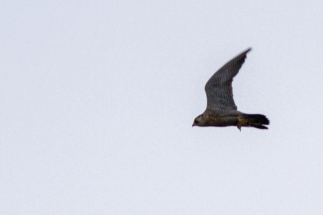 Peregrine Falcon