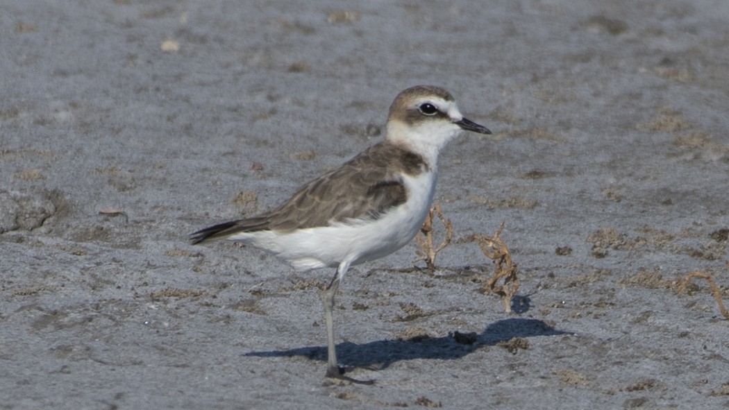 Kentish Plover