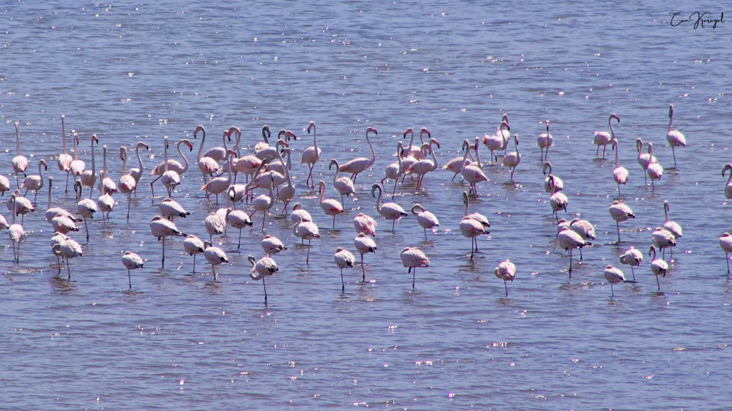 Greater Flamingo