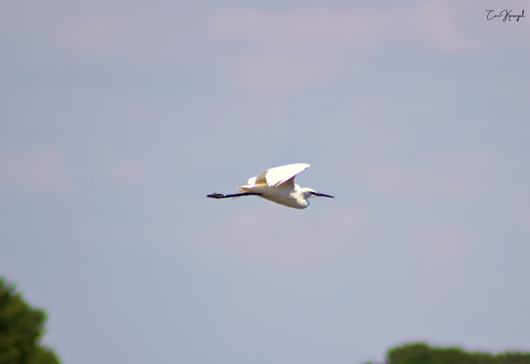 Little Egret