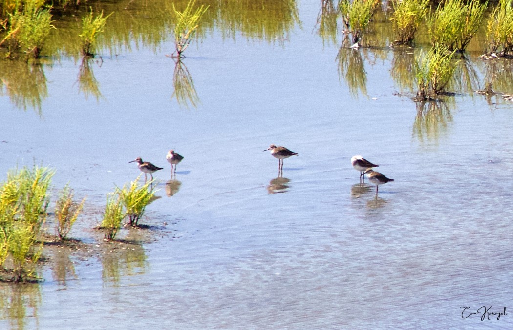 Common Redshank