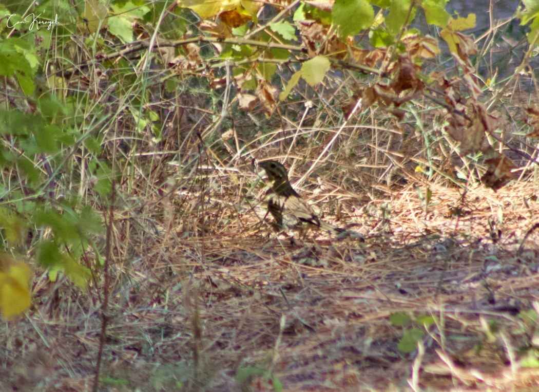 Cirl Bunting