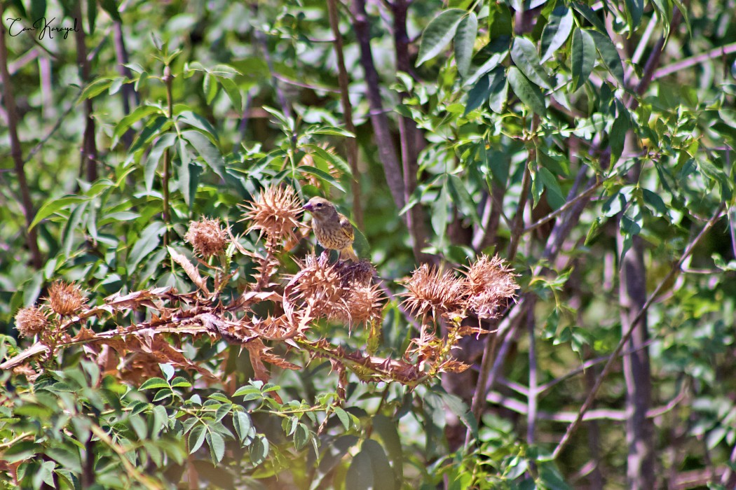 European Greenfinch