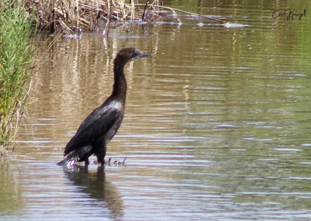 Pygmy Cormorant