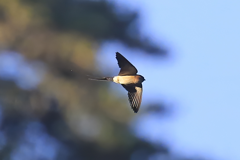 Red-rumped Swallow