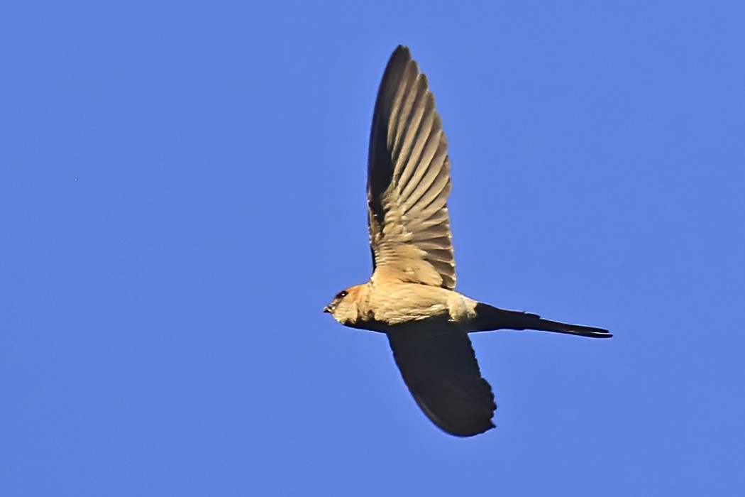 Red-rumped Swallow