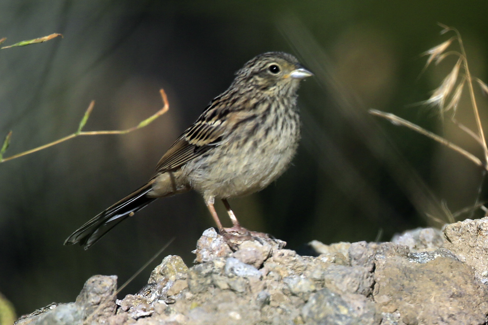Rock Bunting