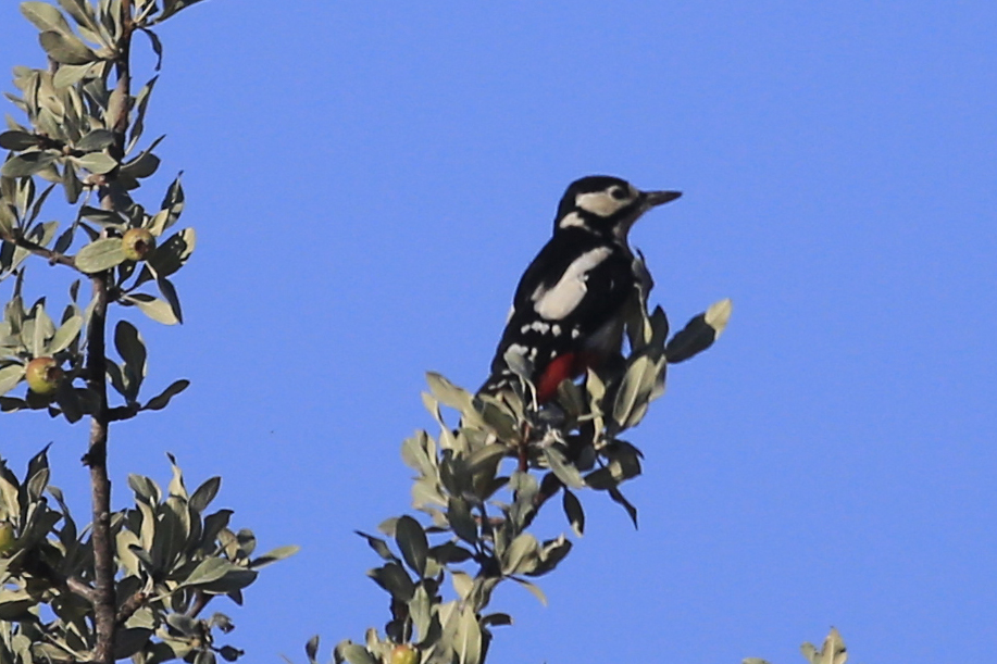 Great Spotted Woodpecker