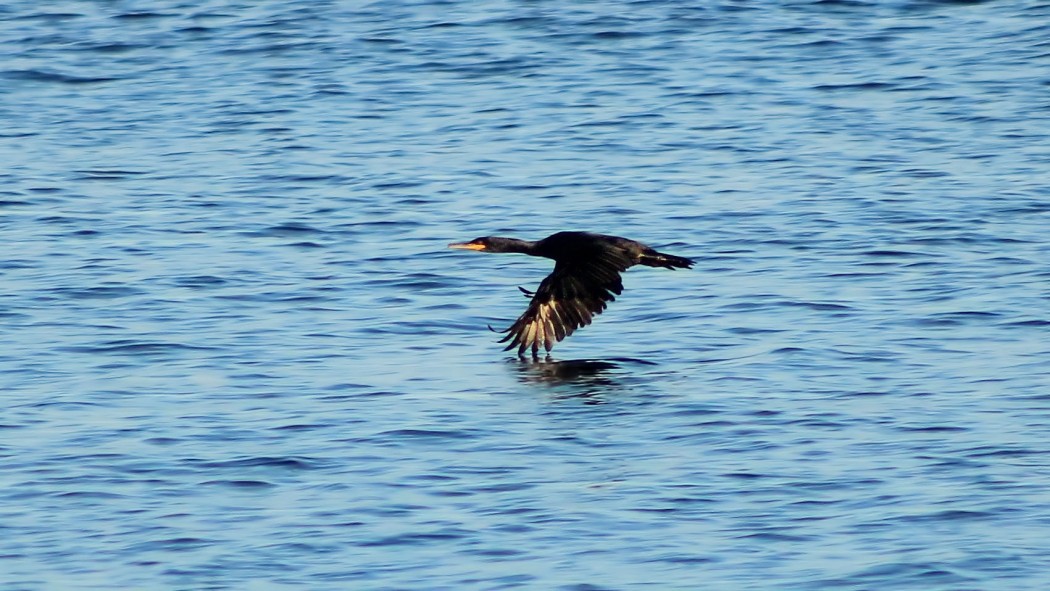 Tepeli Karabatak