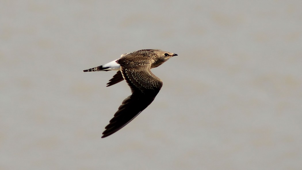 Collared Pratincole