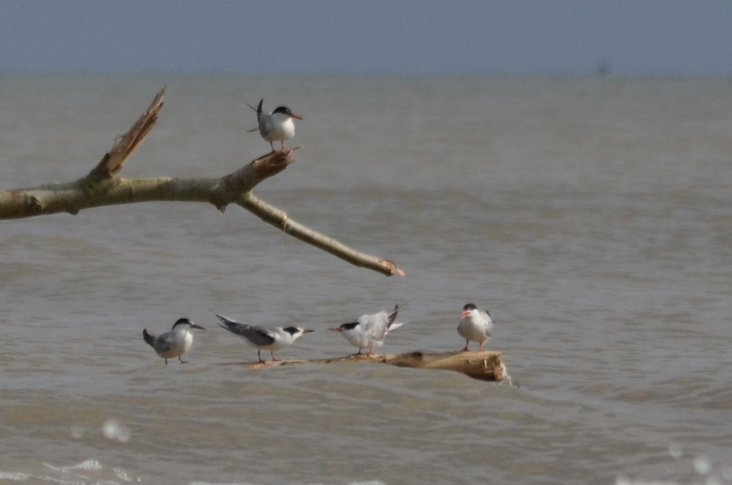 Common Tern