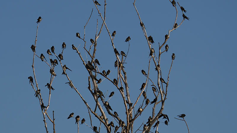 Barn Swallow