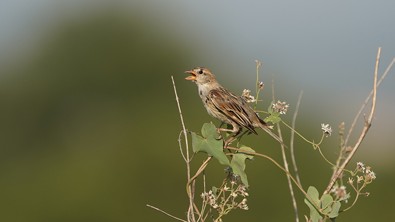 Spanish Sparrow