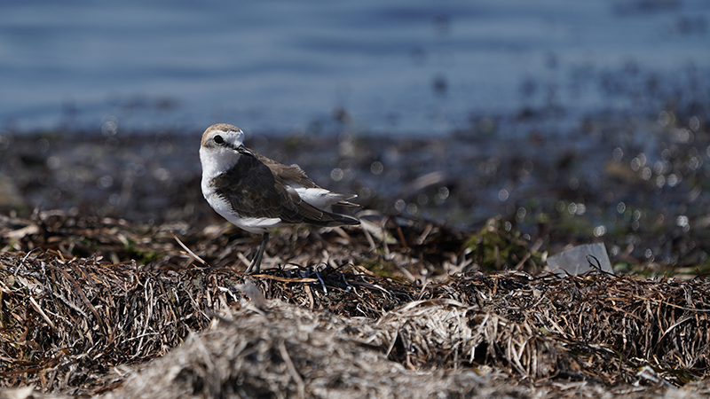 Kentish Plover