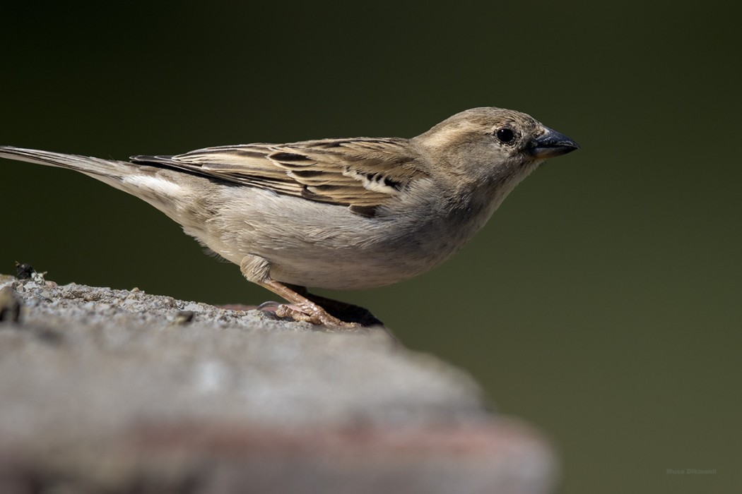 House Sparrow