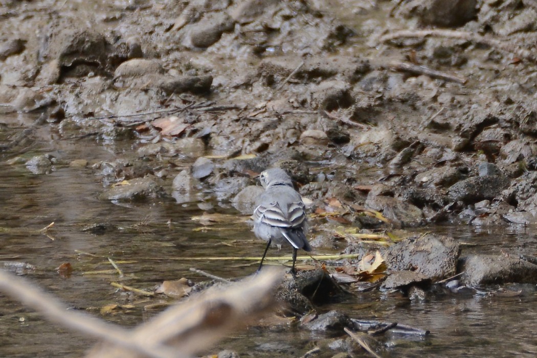 White Wagtail