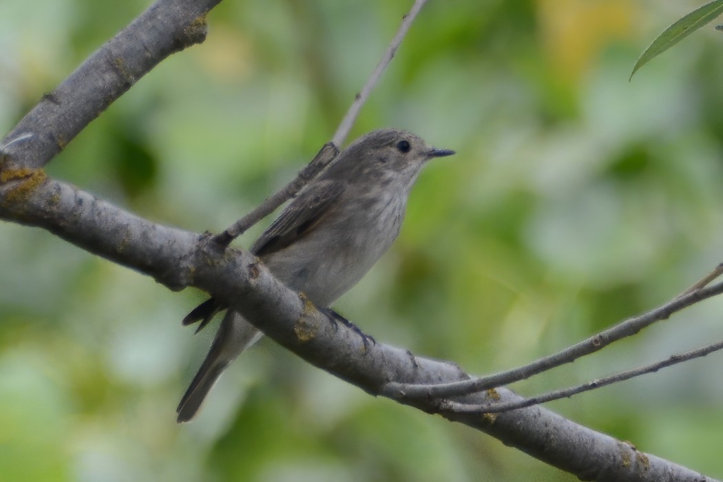 Spotted Flycatcher