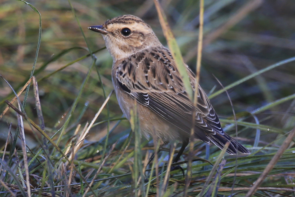 Whinchat