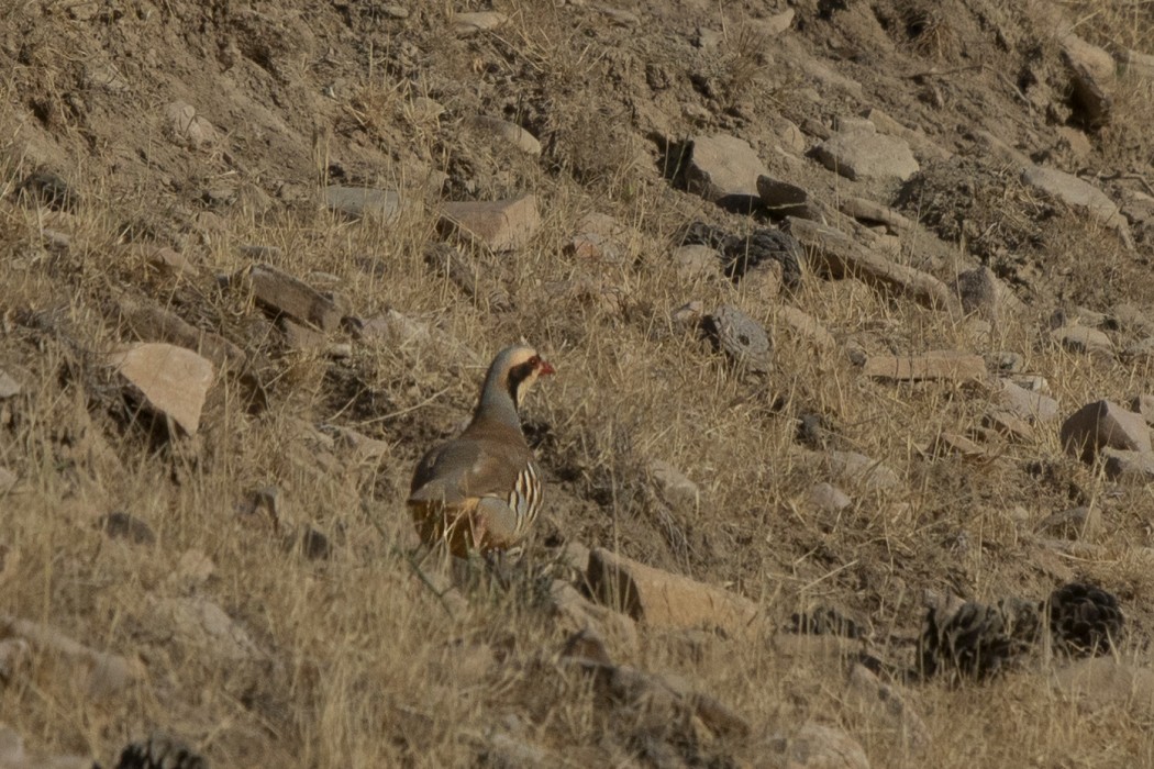Chukar Partridge