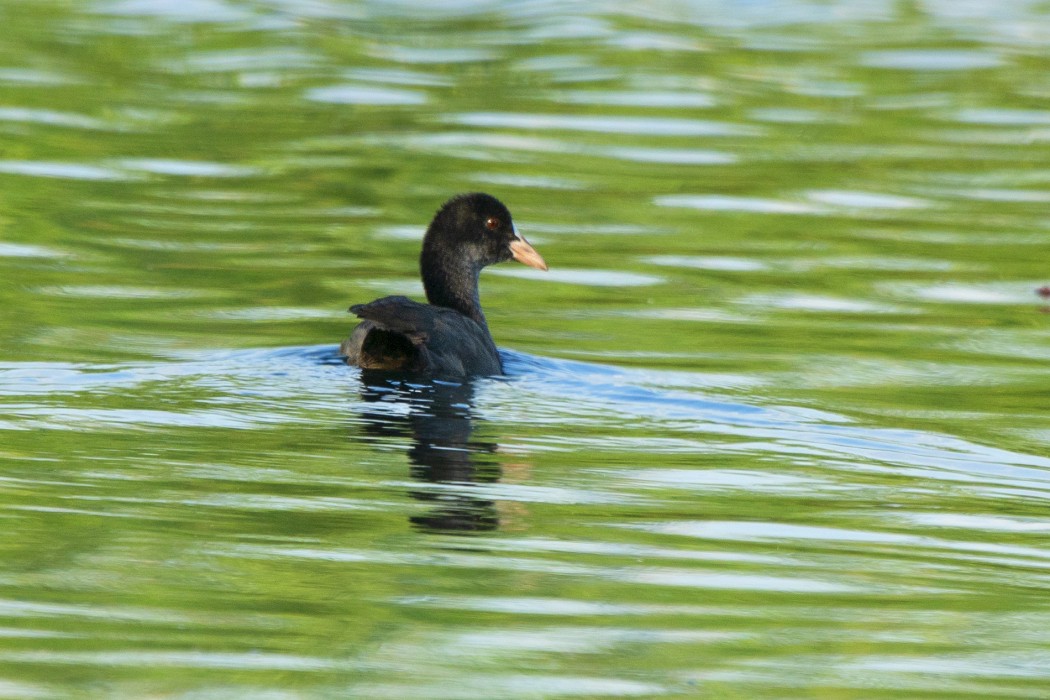 Eurasian Coot