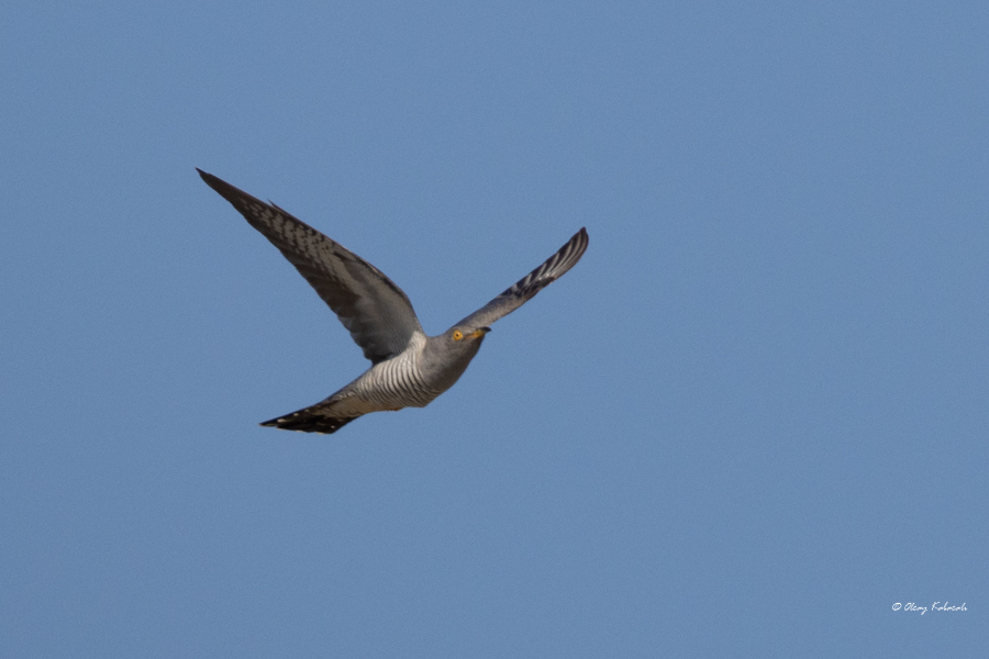 Common Cuckoo