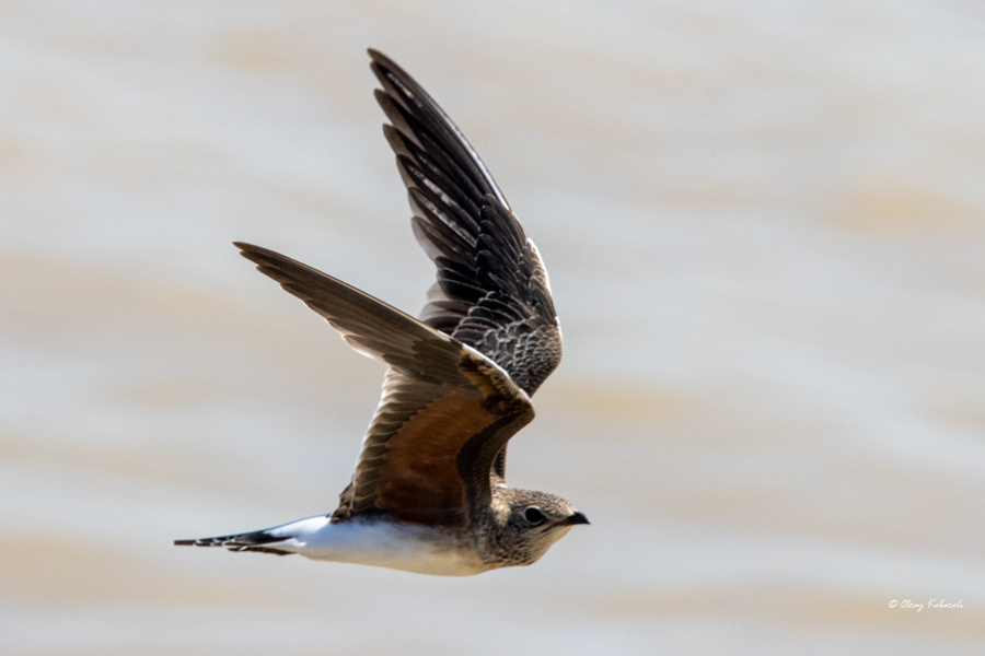 Collared Pratincole