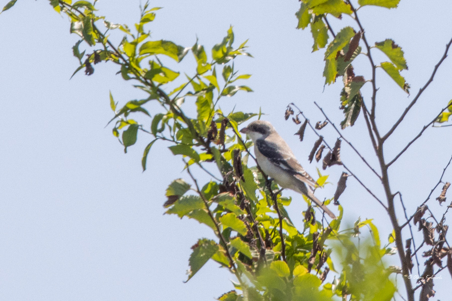Lesser Grey Shrike