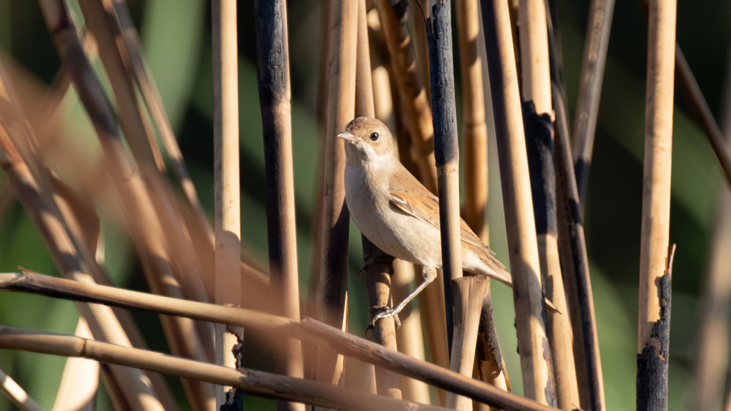 Common Whitethroat