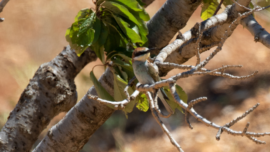 European Bee-eater