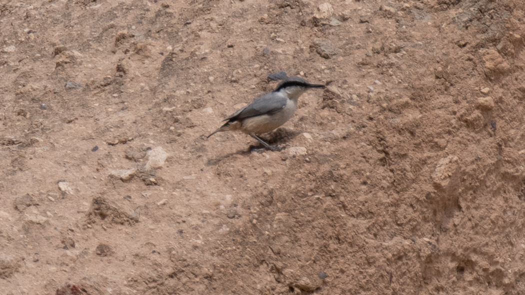 Western Rock Nuthatch