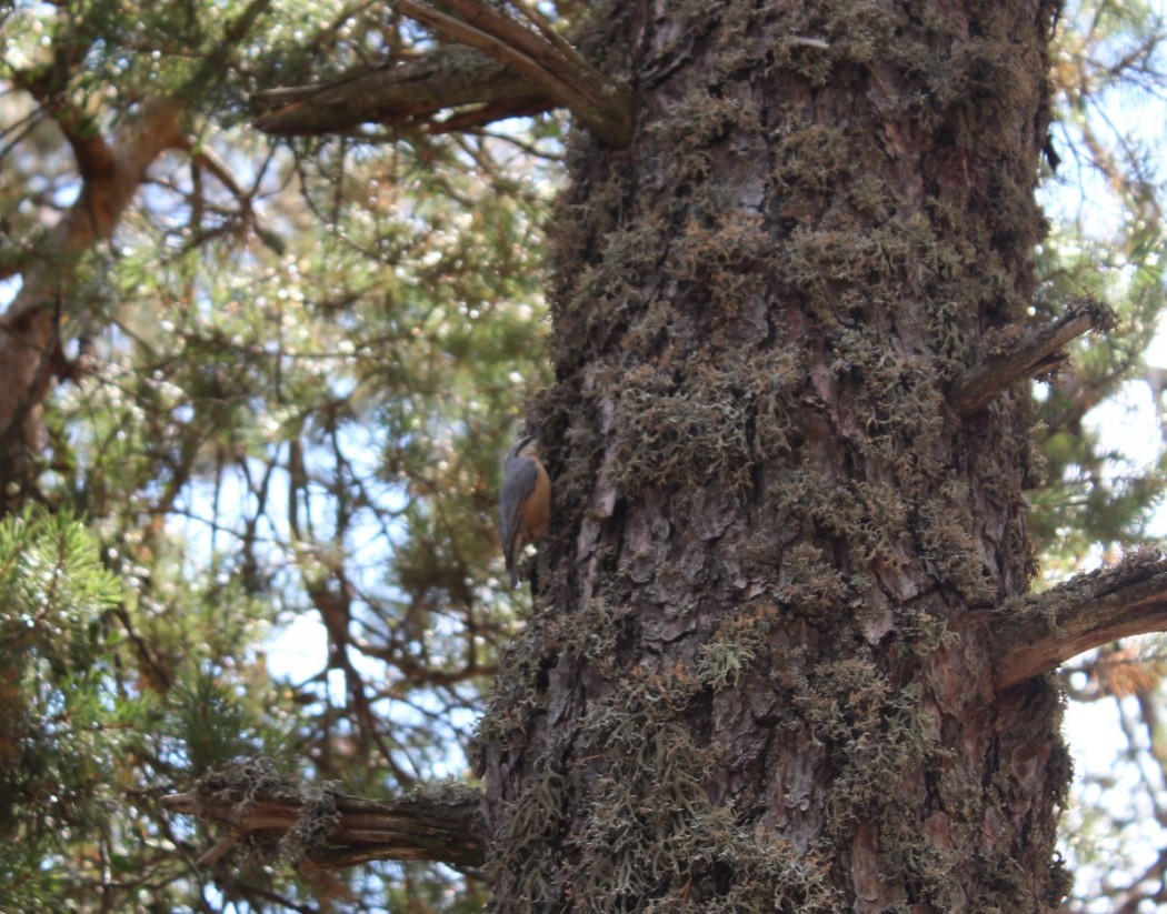 Eurasian Nuthatch