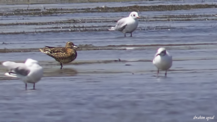 Garganey