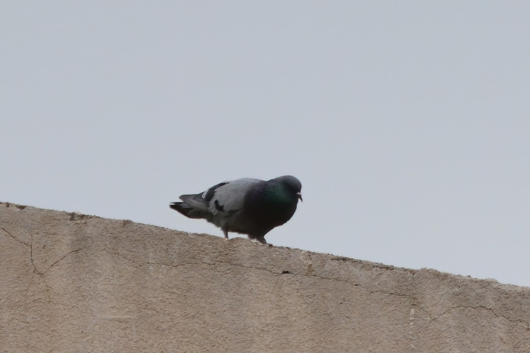 Rock Dove