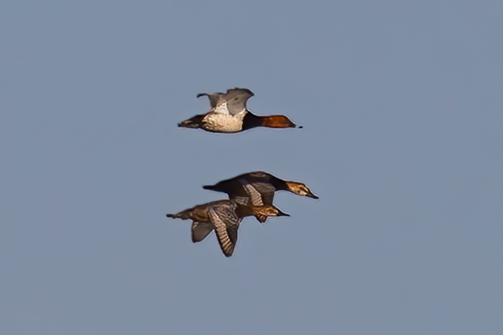 Common Pochard