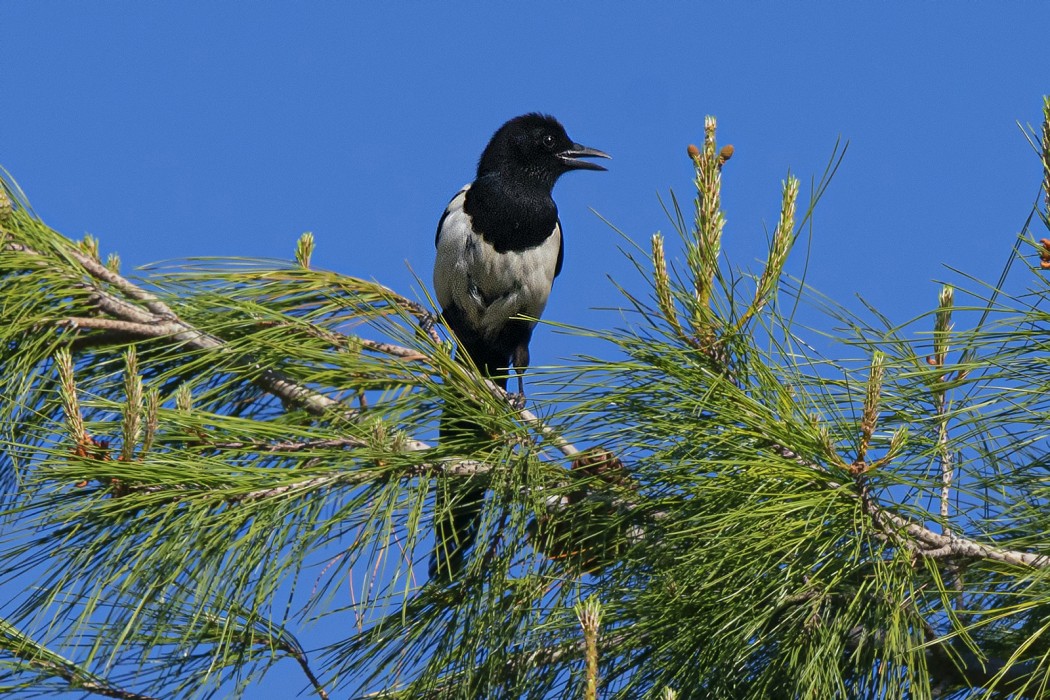 Eurasian Magpie