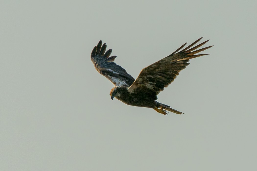 Western Marsh Harrier