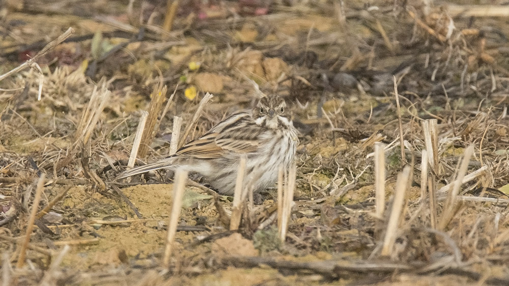 Common Reed Bunting