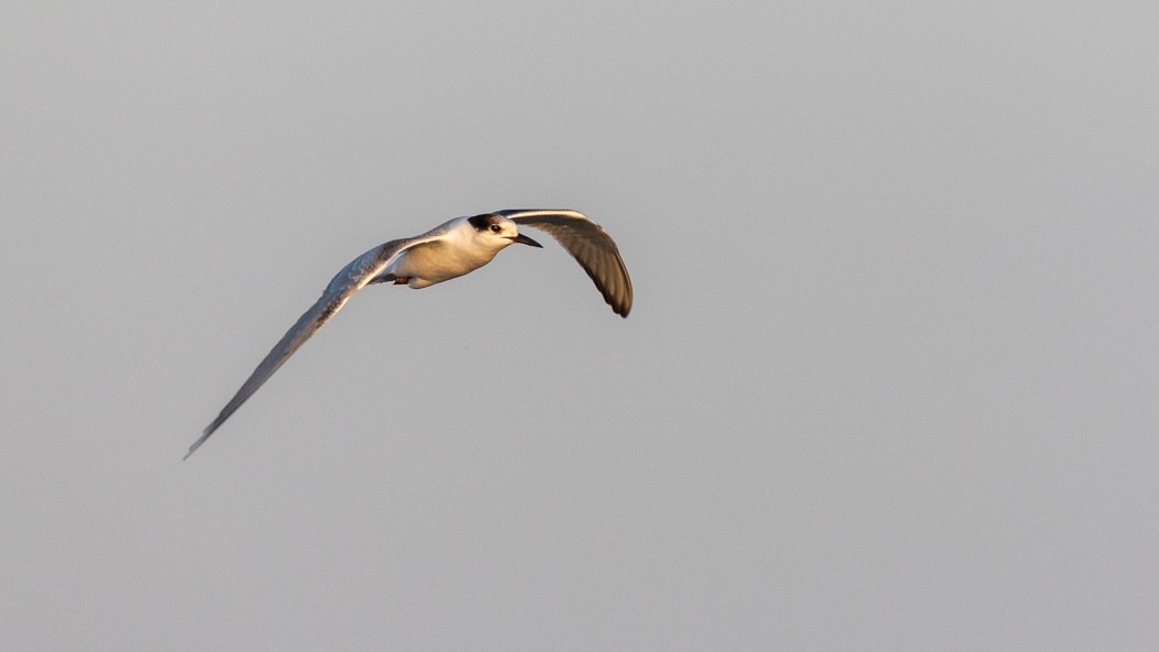 Whiskered Tern