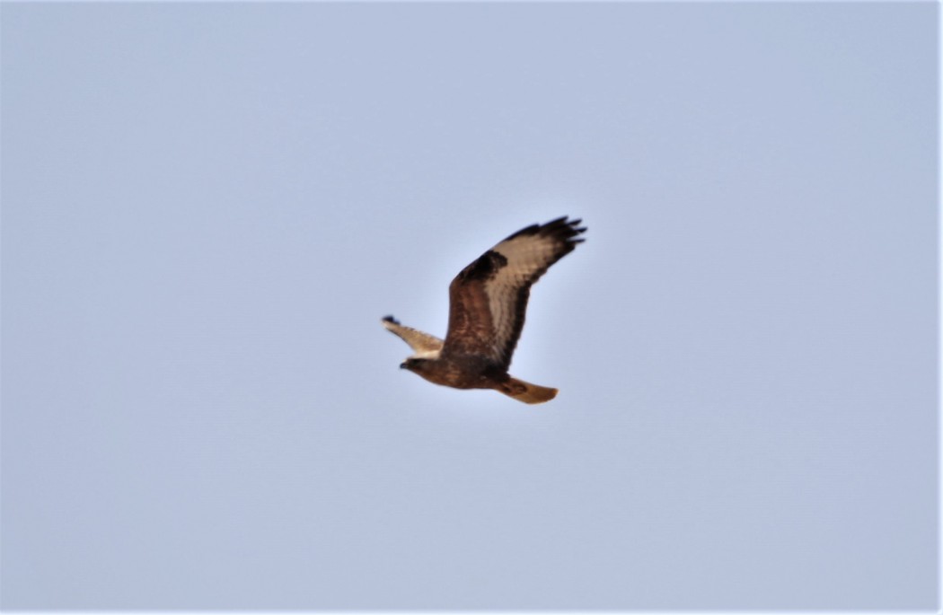 Long-legged Buzzard