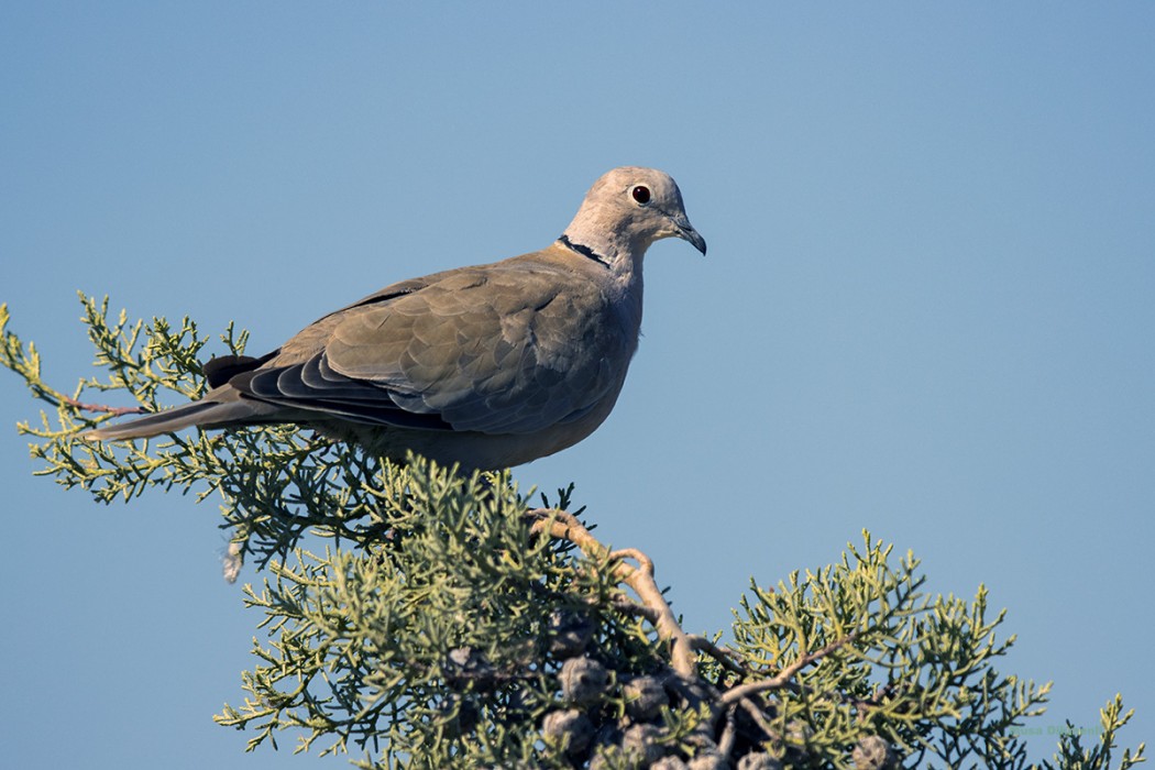 Eurasian Collared Dove