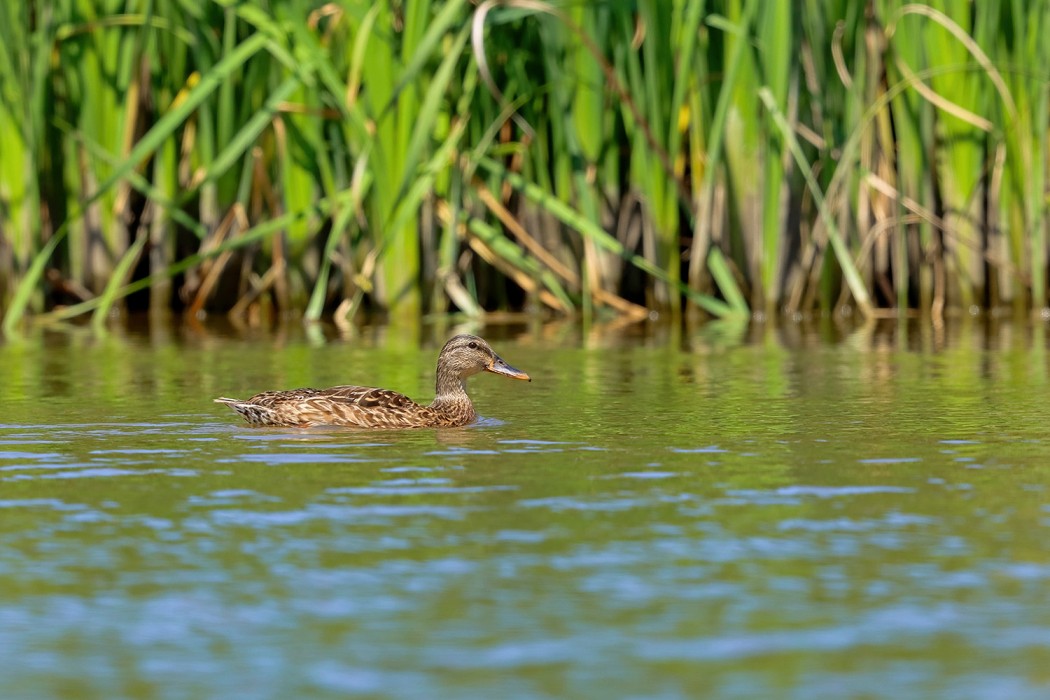 Mallard